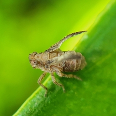 Danepteryx