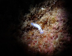 Hypselodoris peasei
