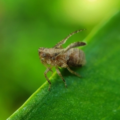Danepteryx