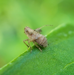 Danepteryx