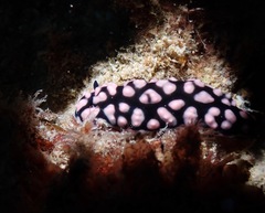 Phyllidiella