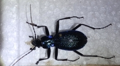 Carabus intricatus