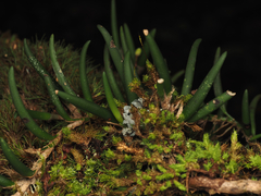 Dendrobium lichenastrum