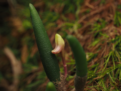 Dendrobium lichenastrum