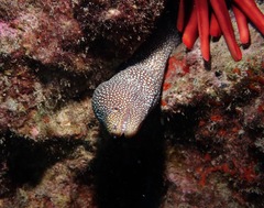 Gymnothorax meleagris