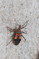 Havinthus rufovarius