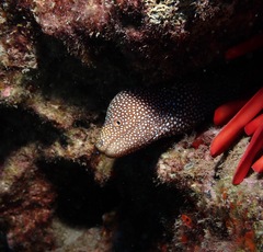 Gymnothorax meleagris