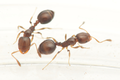 Monomorium sydneyense