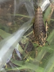 Nocaracris cyanipes