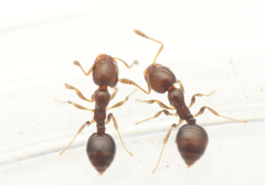 Monomorium sydneyense