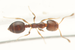 Monomorium sydneyense