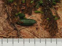 Dendrobium lichenastrum