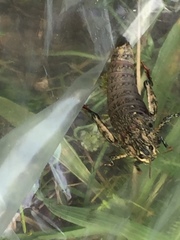 Nocaracris cyanipes