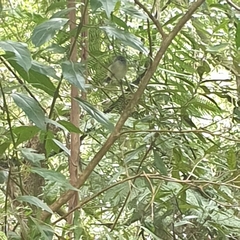 Gerygone mouki