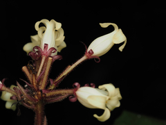 Pittosporum rubiginosum