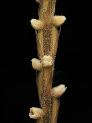 Hetaeria oblongifolia