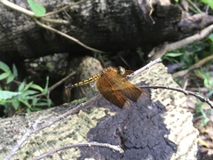 Neurothemis taiwanensis