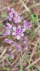 Prospero obtusifolium