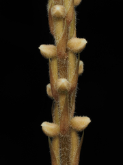 Hetaeria oblongifolia
