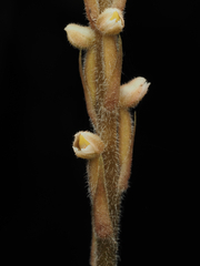 Hetaeria oblongifolia