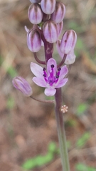 Prospero obtusifolium