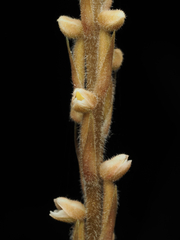 Hetaeria oblongifolia