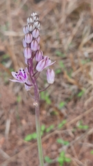 Prospero obtusifolium