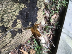 Neurothemis taiwanensis