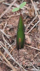 Prospero obtusifolium