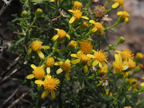 New Mexico rockdaisy (Perityle staurophylla)