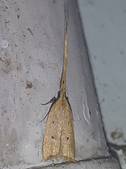 Lecithocera