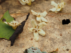 Flindersia bourjotiana