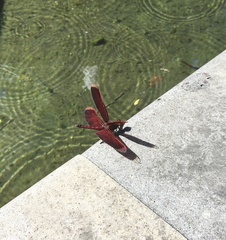 Neurothemis taiwanensis