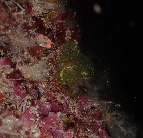 Phyllodictyon observed 2022-09-25