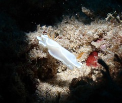 Ardeadoris angustolutea