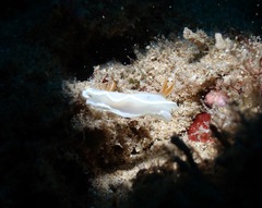 Ardeadoris angustolutea