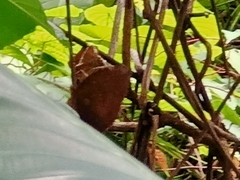 Elymnias hypermnestra