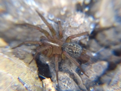 Lycosoides coarctata