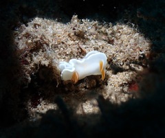Ardeadoris angustolutea