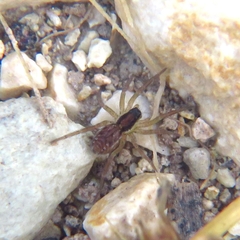 Lycosoides coarctata