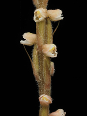 Hetaeria oblongifolia