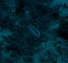 Gunnellichthys curiosus