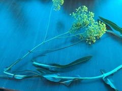 Isatis cappadocica steveniana