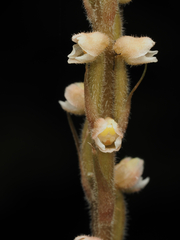 Hetaeria oblongifolia