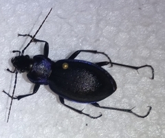 Carabus problematicus