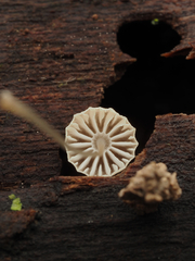 Marasmius