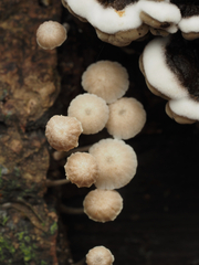 Marasmius