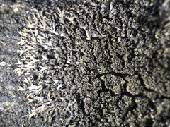 Phaeophyscia sciastra