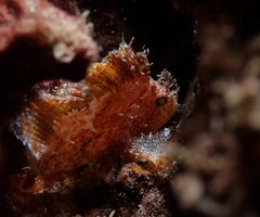 Taenianotus triacanthus