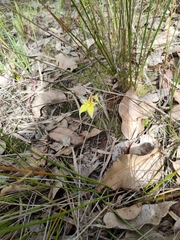 Caladenia flava flava